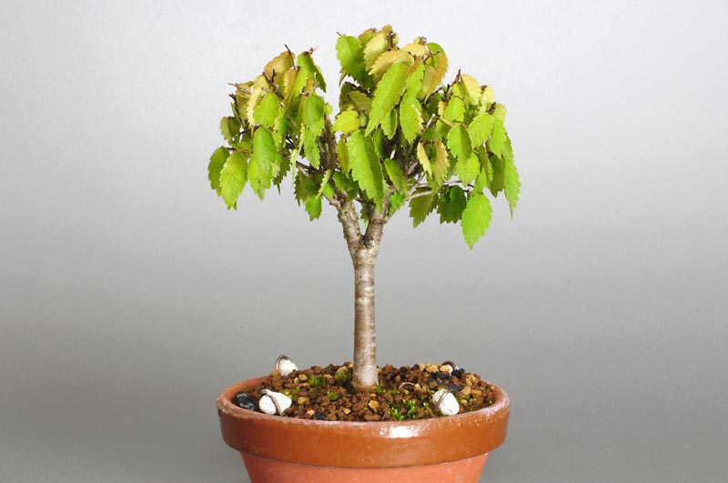 ケヤキ-C1-1（けやき・欅）雑木盆栽の販売と育て方・作り方・Zelkova serrata bonsai