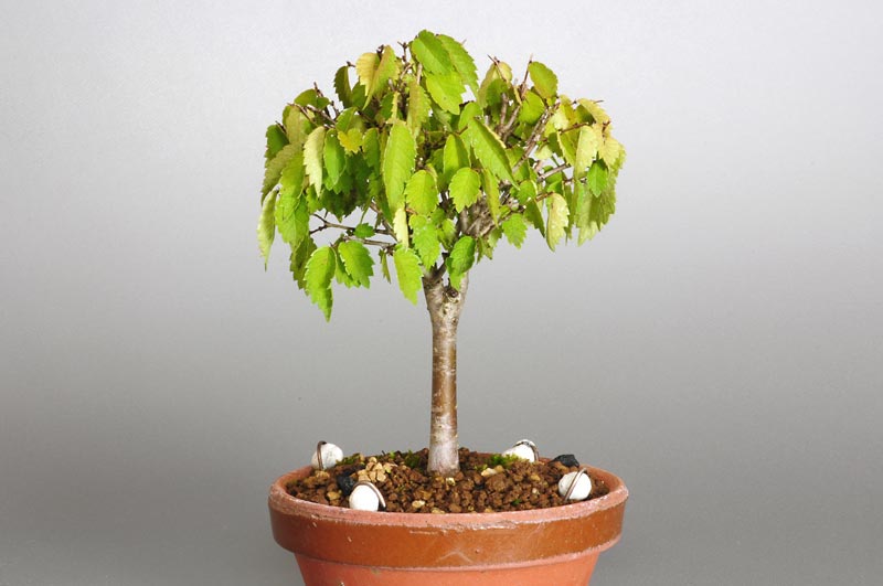 ミニ盆栽・ケヤキ-C1-1（けやき・欅）雑木盆栽を裏側から見た景色・Zelkova serrata bonsai