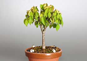ケヤキ-C1（けやき・欅）雑木盆栽の成長記録-1・Zelkova serrata bonsai