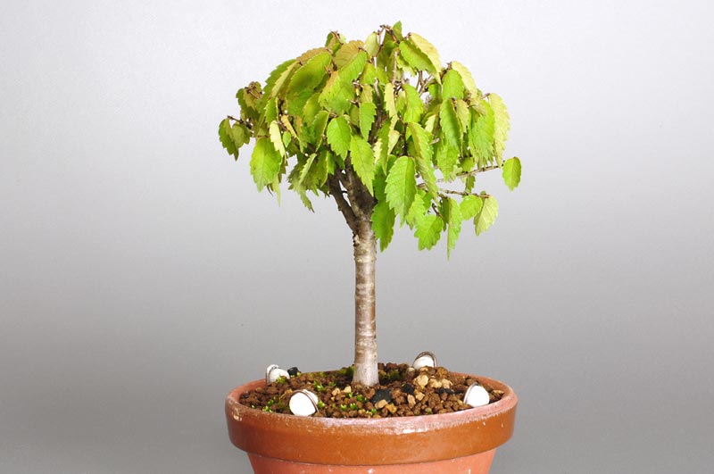 ミニ盆栽・ケヤキ-C1-1（けやき・欅）雑木盆栽を右側から見た景色・Zelkova serrata bonsai