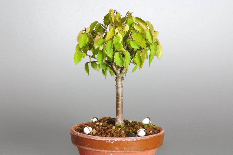 ミニ盆栽・ケヤキ-C1-1（けやき・欅）雑木盆栽を左側から見た景色・Zelkova serrata bonsai