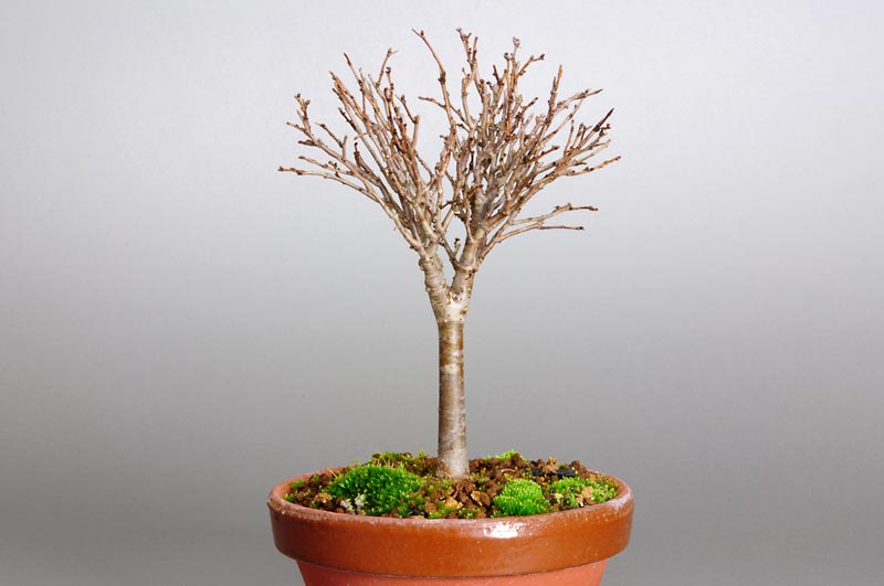 ケヤキ-C1-2（けやき・欅）雑木盆栽の販売と育て方・作り方・Zelkova serrata bonsai