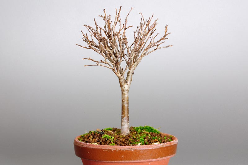 ミニ盆栽・ケヤキ-C1-2（けやき・欅）雑木盆栽を裏側から見た景色・Zelkova serrata bonsai