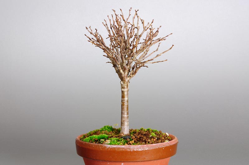 ミニ盆栽・ケヤキ-C1-2（けやき・欅）雑木盆栽を右側から見た景色・Zelkova serrata bonsai