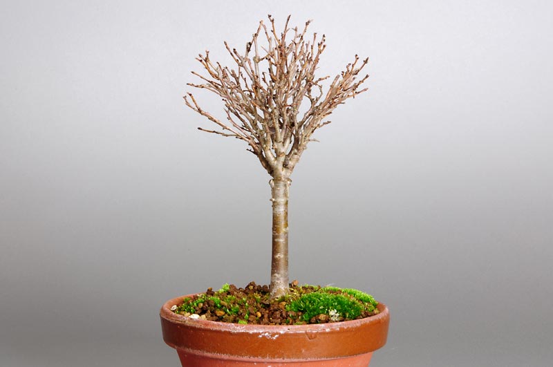 ミニ盆栽・ケヤキ-C1-2（けやき・欅）雑木盆栽を左側から見た景色・Zelkova serrata bonsai