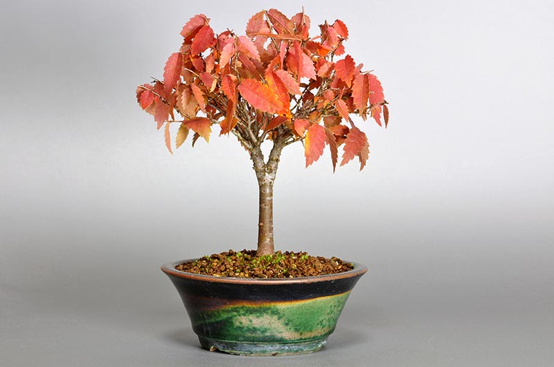 ケヤキ-C1-3（けやき・欅）雑木盆栽の販売と育て方・作り方・Zelkova serrata bonsai