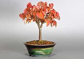 ケヤキ-C1（けやき・欅）雑木盆栽の成長記録-3・Zelkova serrata bonsai