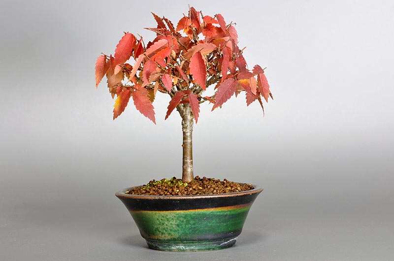 ミニ盆栽・ケヤキ-C1-3（けやき・欅）雑木盆栽を右側から見た景色・Zelkova serrata bonsai