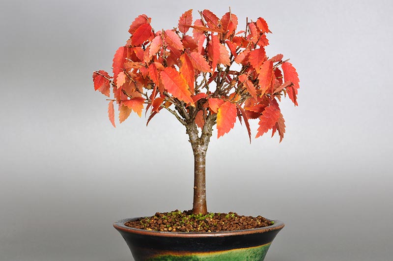 ケヤキ-C1-4（けやき・欅）雑木盆栽の販売と育て方・作り方・Zelkova serrata bonsai