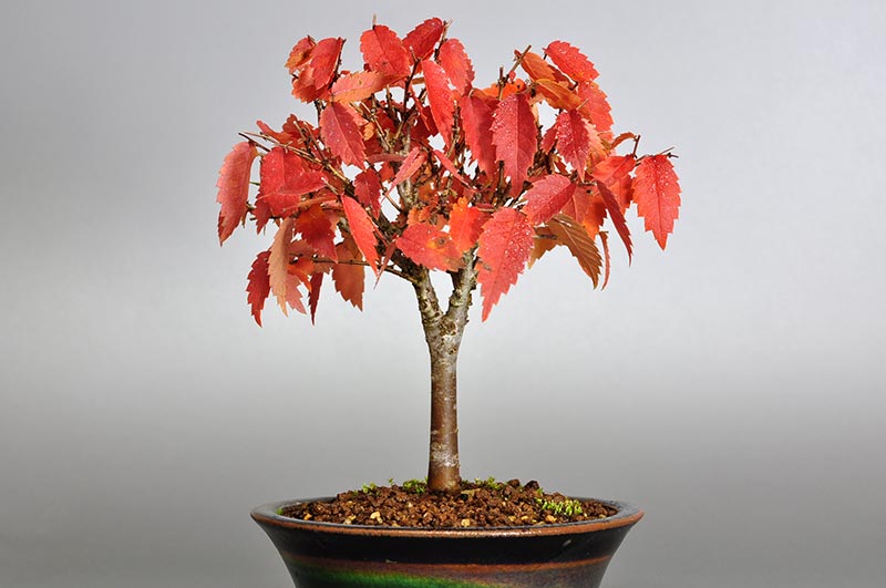 ミニ盆栽・ケヤキ-C1-4（けやき・欅）雑木盆栽を裏側から見た景色・Zelkova serrata bonsai