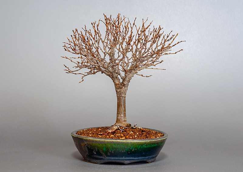 盆栽・ケヤキ-C1（けやき・欅）雑木盆栽を裏側から見た景色・Zelkova serrata bonsai