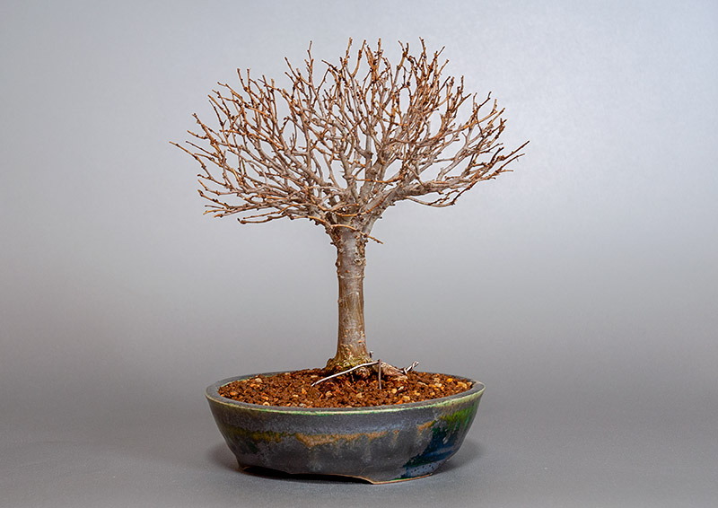 盆栽・ケヤキ-C1（けやき・欅）雑木盆栽を右側から見た景色・Zelkova serrata bonsai