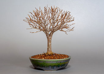 ケヤキ-C1（けやき・欅）盆栽の樹作りの参考樹形・Zelkova serrata Best bonsai