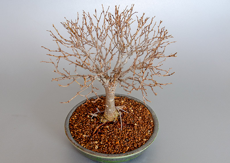 盆栽・ケヤキ-C1（けやき・欅）雑木盆栽を別側から見た景色・Zelkova serrata bonsai