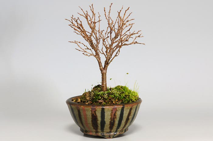 ケヤキD（けやき・欅）雑木盆栽の販売と育て方・作り方・Zelkova serrata bonsai photo