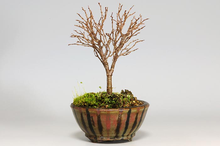 ケヤキD（けやき・欅）雑木盆栽を裏側から見た景色・Zelkova serrata bonsai photo