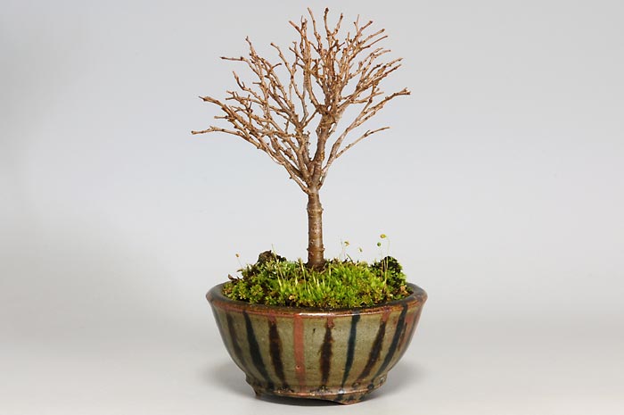 ケヤキD（けやき・欅）雑木盆栽を右側から見た景色・Zelkova serrata bonsai photo