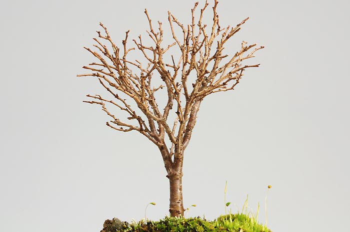 ケヤキD（けやき・欅）雑木盆栽を拡大して見た景色・Zelkova serrata bonsai photo