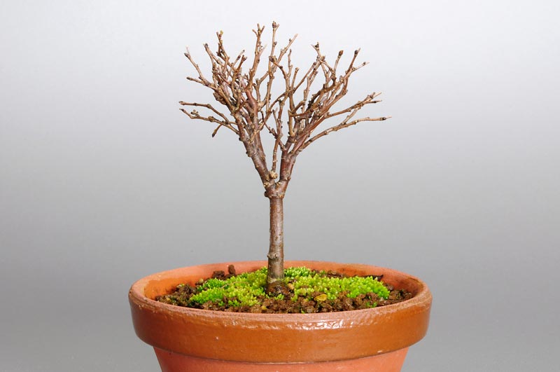 ケヤキ-D1（けやき・欅）雑木盆栽を裏側から見た景色・Zelkova serrata bonsai