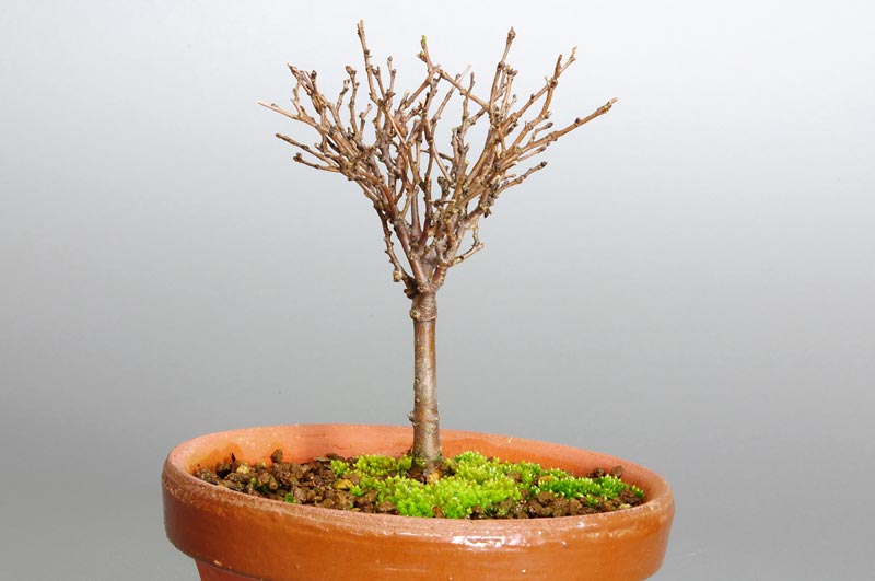 ケヤキ-D1（けやき・欅）雑木盆栽を左側から見た景色・Zelkova serrata bonsai