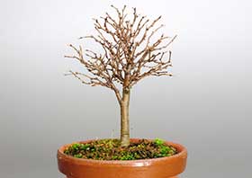 ケヤキ-E1（けやき・欅）雑木盆栽の成長記録-1・Zelkova serrata bonsai
