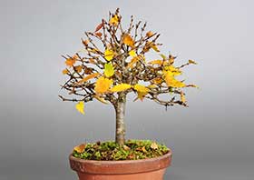 ケヤキ-E1（けやき・欅）雑木盆栽の成長記録-2・Zelkova serrata bonsai