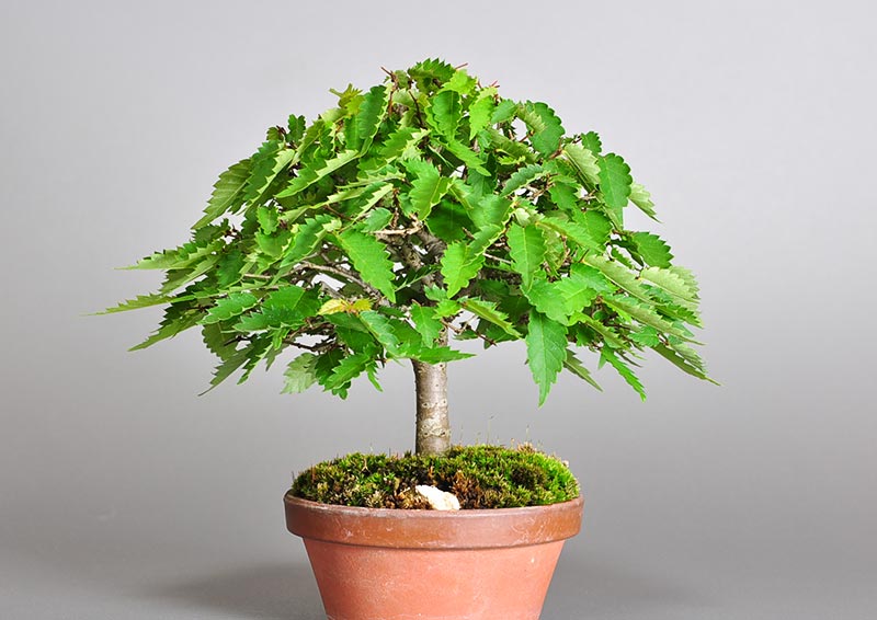 ケヤキ-E1-3（けやき・欅）雑木盆栽の販売と育て方・作り方・Zelkova serrata bonsai