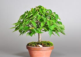 ケヤキ-E1（けやき・欅）雑木盆栽の成長記録-3・Zelkova serrata bonsai