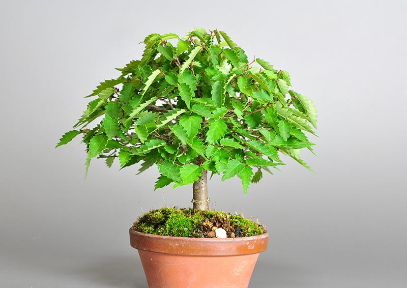 ケヤキ-E1-3（けやき・欅）雑木盆栽を右側から見た景色・Zelkova serrata bonsai