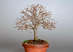 ケヤキ-E1（けやき・欅）雑木盆栽の成長記録-4・Zelkova serrata bonsai