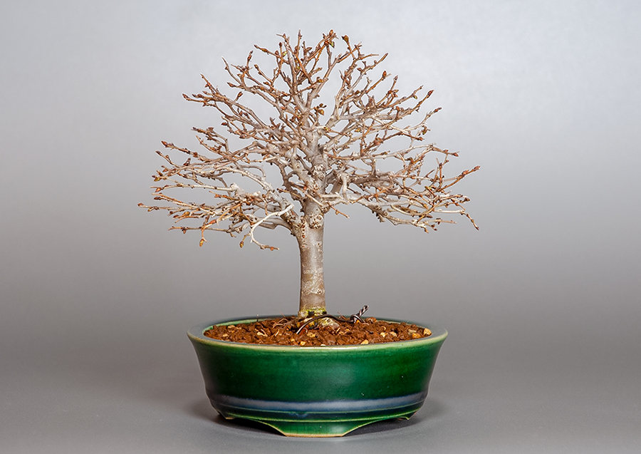 ケヤキ-E1（けやき・欅）雑木盆栽の販売と育て方・作り方・Zelkova serrata bonsai