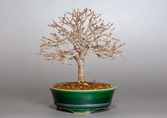 ケヤキ-E1（けやき・欅）盆栽の樹作りの参考樹形・Zelkova serrata Best bonsai