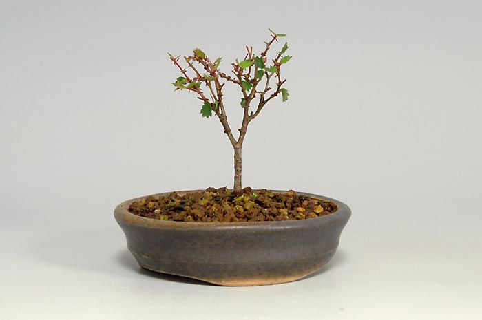 ケヤキF-1（けやき・欅）雑木盆栽の販売と育て方・作り方・Zelkova serrata bonsai photo