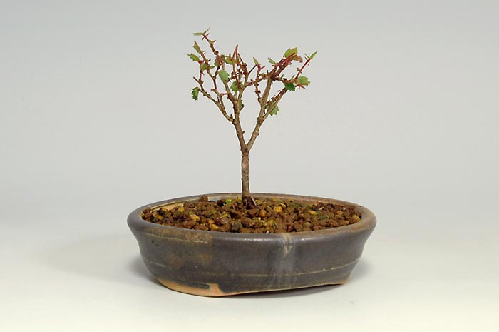 ケヤキF-1（けやき・欅）雑木盆栽を裏側から見た景色・Zelkova serrata bonsai photo