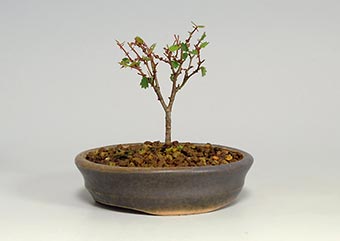 ケヤキF（けやき・欅）雑木盆栽の成長記録-1・Zelkova serrata bonsai photo
