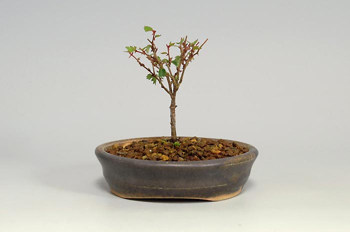 ケヤキF-1（けやき・欅）雑木盆栽を右側から見た景色・Zelkova serrata bonsai photo