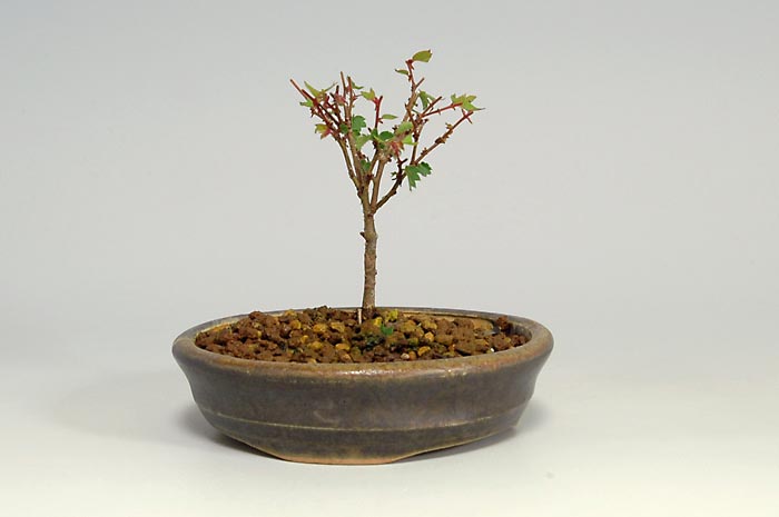 ケヤキF-1（けやき・欅）雑木盆栽を左側から見た景色・Zelkova serrata bonsai photo