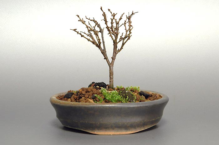 ケヤキF-2（けやき・欅）雑木盆栽の販売と育て方・作り方・Zelkova serrata bonsai photo