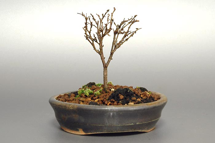 ケヤキF-2（けやき・欅）雑木盆栽を裏側から見た景色・Zelkova serrata bonsai photo