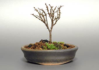 ケヤキF（けやき・欅）雑木盆栽の成長記録-2・Zelkova serrata bonsai photo