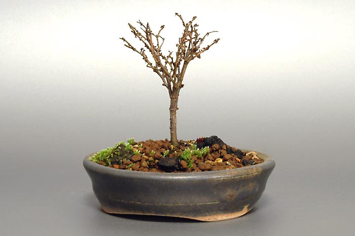 ケヤキF-2（けやき・欅）雑木盆栽を右側から見た景色・Zelkova serrata bonsai photo