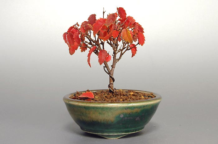 ケヤキF-3（けやき・欅）雑木盆栽の販売と育て方・作り方・Zelkova serrata bonsai photo