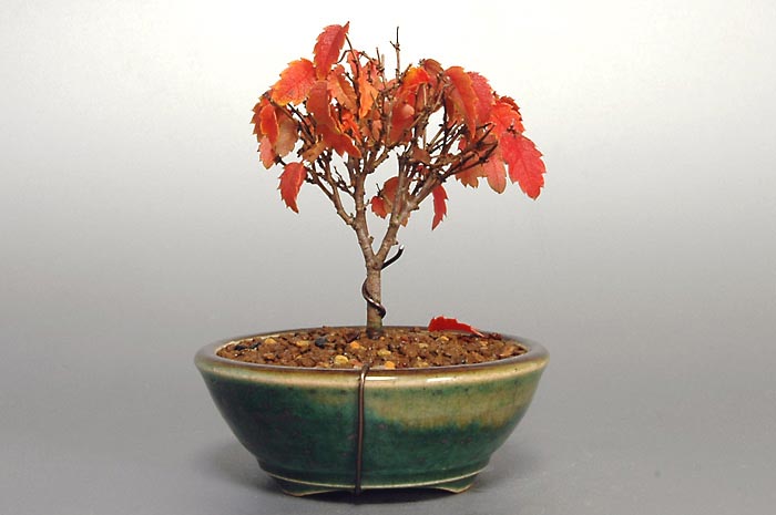 ケヤキF-3（けやき・欅）雑木盆栽を裏側から見た景色・Zelkova serrata bonsai photo