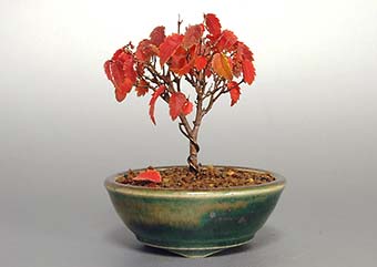 ケヤキF（けやき・欅）雑木盆栽の成長記録-3・Zelkova serrata bonsai photo