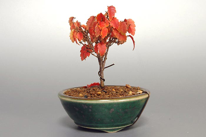 ケヤキF-3（けやき・欅）雑木盆栽を右側から見た景色・Zelkova serrata bonsai photo