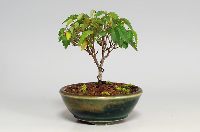 ケヤキF-4（けやき・欅）雑木盆栽の販売と育て方・作り方・Zelkova serrata bonsai photo