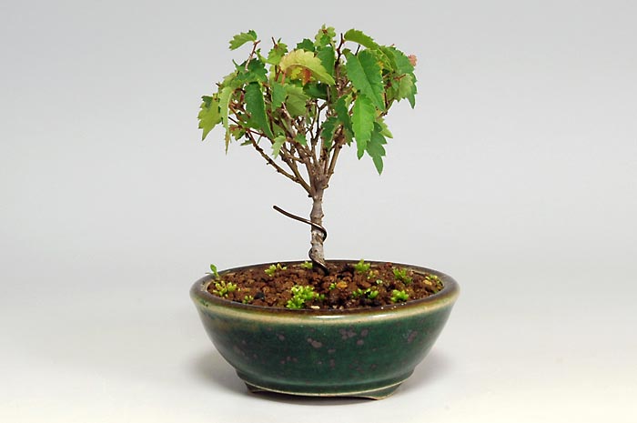 ケヤキF-4（けやき・欅）雑木盆栽を右側から見た景色・Zelkova serrata bonsai photo