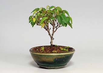 ケヤキF（けやき・欅）雑木盆栽の成長記録-4・Zelkova serrata bonsai photo