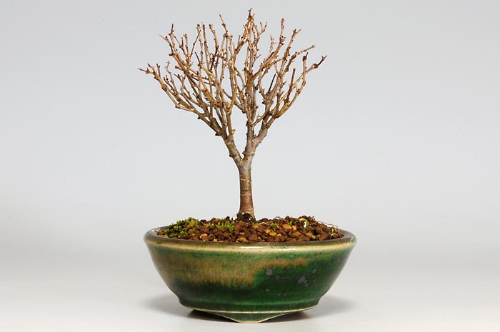 ケヤキF-5（けやき・欅）雑木盆栽の販売と育て方・作り方・Zelkova serrata bonsai photo