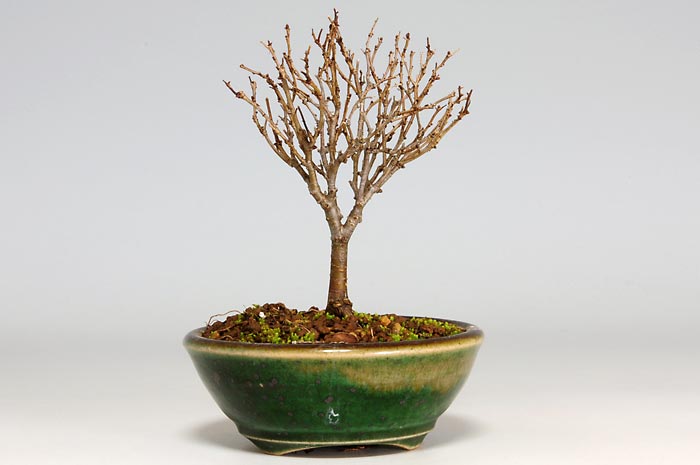 ケヤキF-5（けやき・欅）雑木盆栽を裏側から見た景色・Zelkova serrata bonsai photo